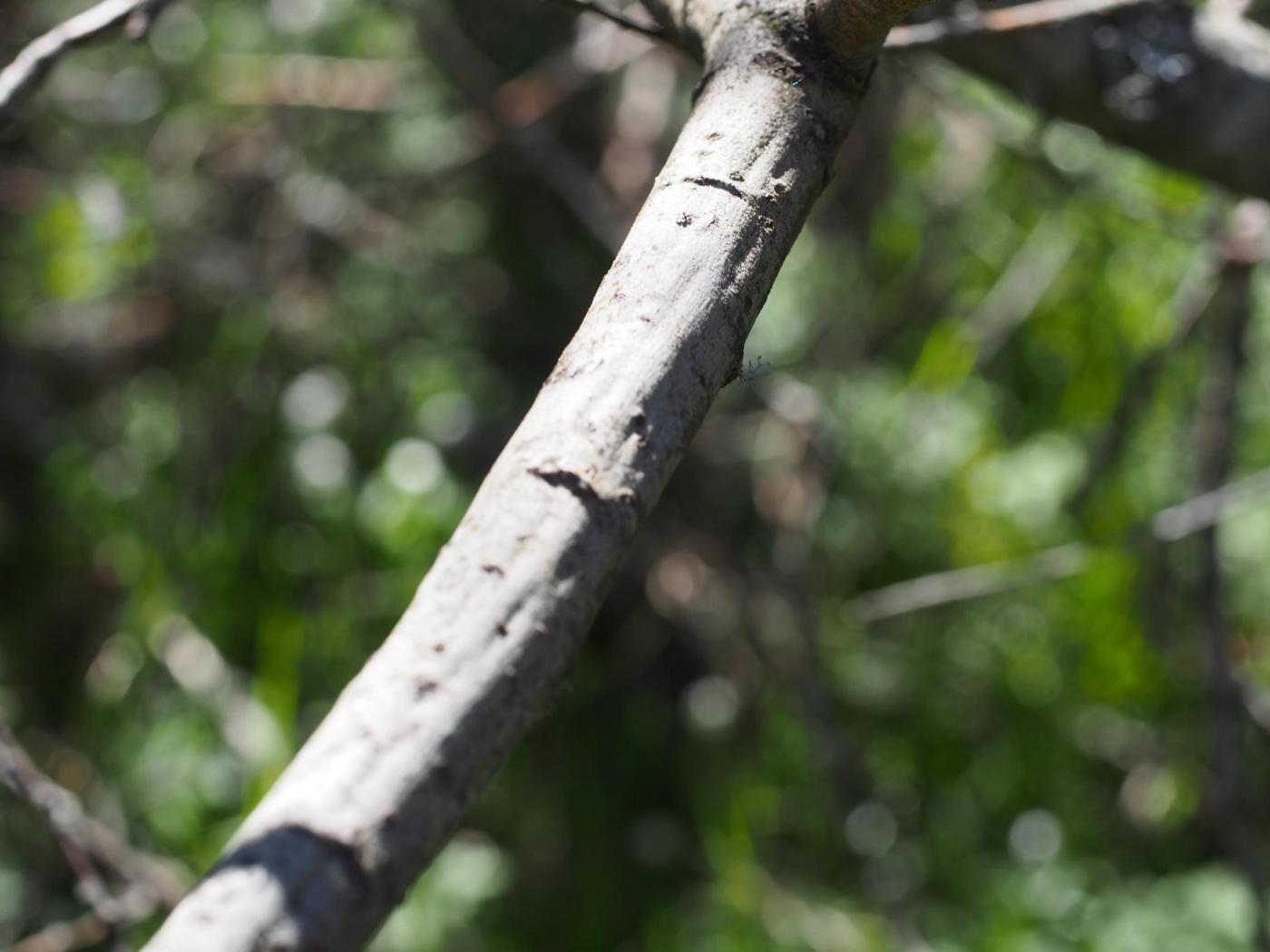 Willow, Grey-leaved leaf